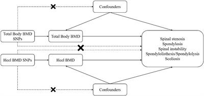 Total body bone mineral density and various spinal disorders: a Mendelian randomization study